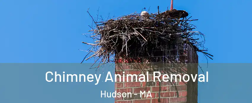 Chimney Animal Removal Hudson - MA