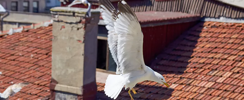 Residential Chimney Animal Removal Solution in Hudson, MA